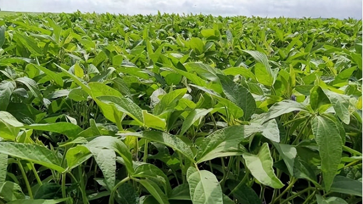 转基因大豆进口管理规定_转基因大豆与非转基因大豆区别_转基因大豆外观识别方法