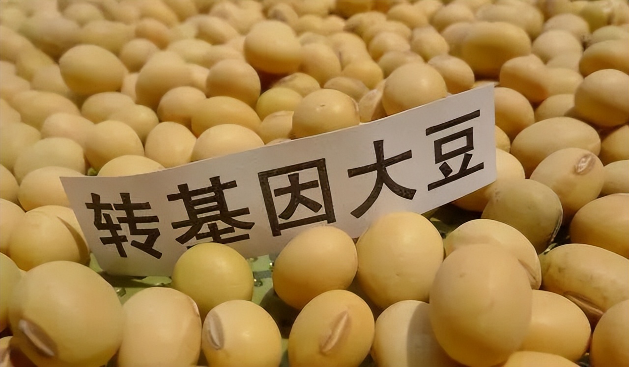 转基因大豆进口管理规定_转基因大豆外观识别方法_转基因大豆与非转基因大豆区别