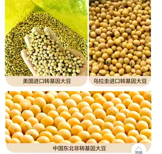 转基因大豆与非转基因大豆区别_转基因大豆外观识别方法_转基因大豆进口管理规定